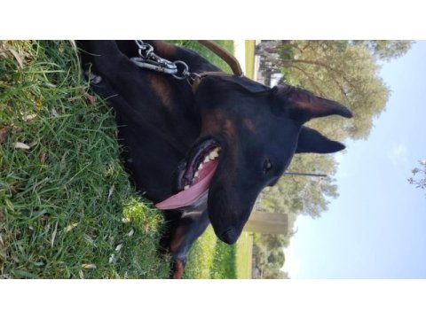 Doberman estetikli erkek
