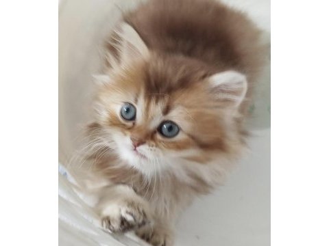 Safkan anne ve babadan british longhair