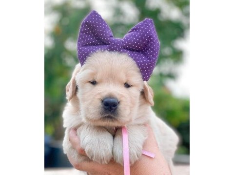 Golden retriever yavrularım