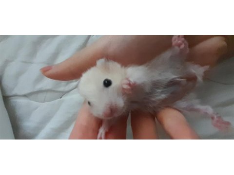 Saf teddy yavru hamster (açıklama)