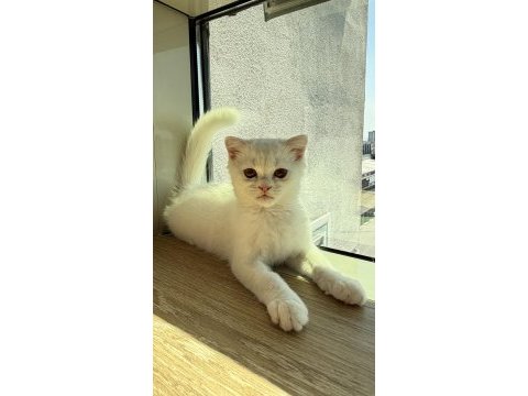 Ücretsiz sahiplendirme kedimiz