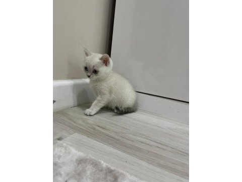 Bayram şekerleri kediler kocaeli darıca