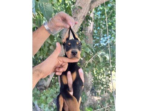 Doberman yavrularımız bursa türkiye tüm iller