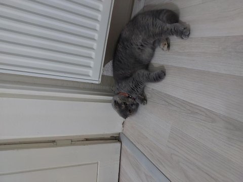 8 aylık dişi scottish fold