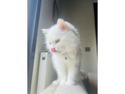 Çok özel olgun chinchilla kızımız
