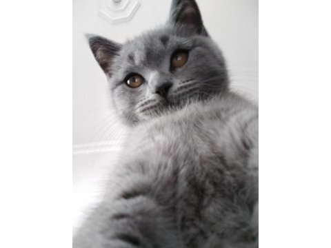 Erkek cana yakın oyuncu british shorthair