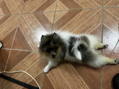 Irk ve sağlık garantili pomeranian