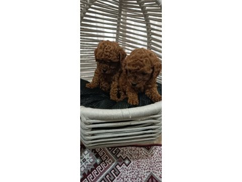 Toy poodle sahiplendiriliyor