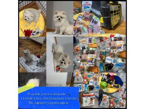 Pomeranian boo aşıları tam