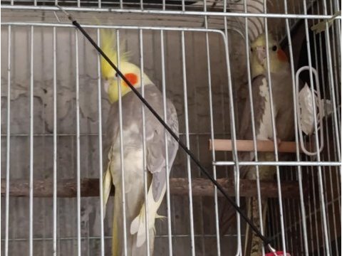 Yeni eş takım sultan papağanı