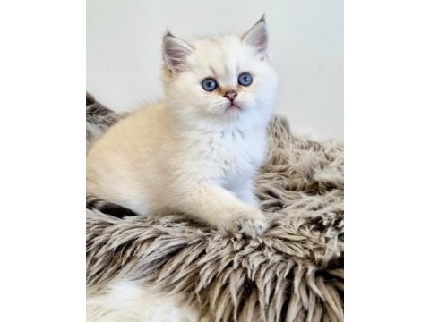 Pamuk güzeli silver british shorthair yavrumuz