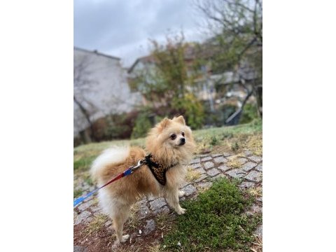 7 aylık pomeranian boo