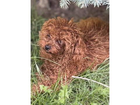 Bir dişi bir erkek toy poodle