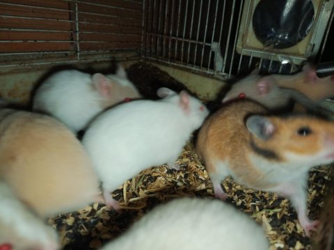 Renk renk hamsterler