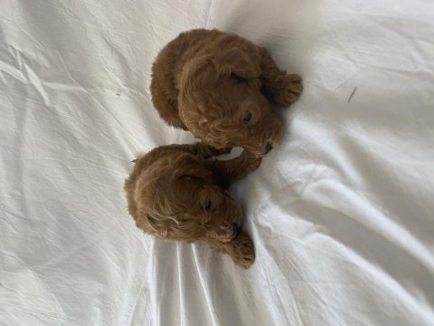 Toy poodle ırk ve sağlık garantili