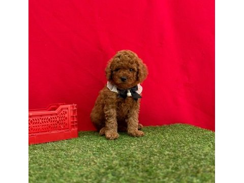Safkan toy poodle bebekler