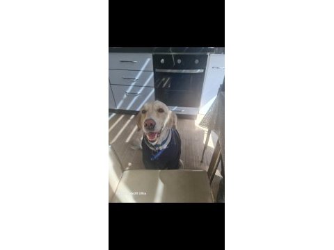 Acil golden retriever kızıma arkadaş arıyorum
