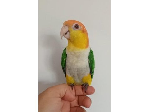 1 yaşında el besleme büyütülmüş caique