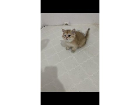 Show kalite british short hair golden yavrular