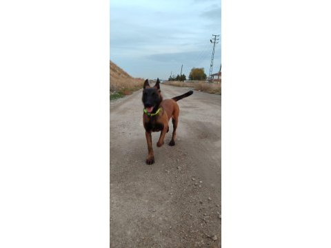 Belçika kurdu (malinois) 6 aylık