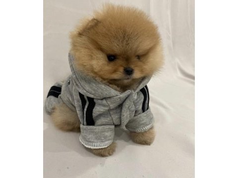 Mükemmel ayı surat pomeranian boo