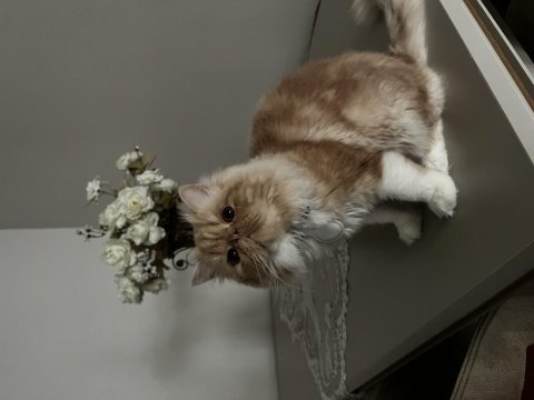 Erkek sıfır burun iran kedisi