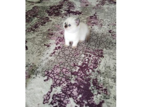 Aşık olacağınız sevimli bebek kediler