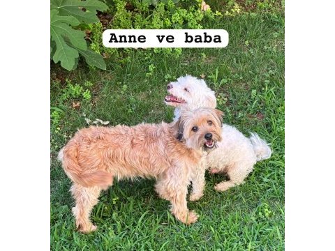 58 günlük terrier yavrular gaziantep