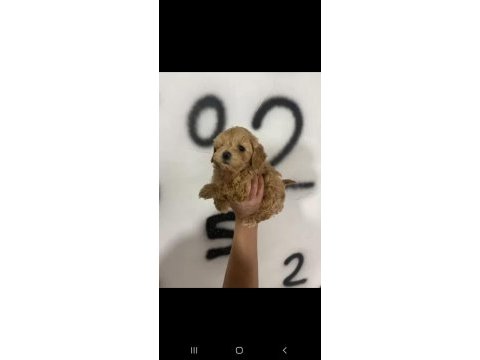 Maltipoo bebekler teslime hazır