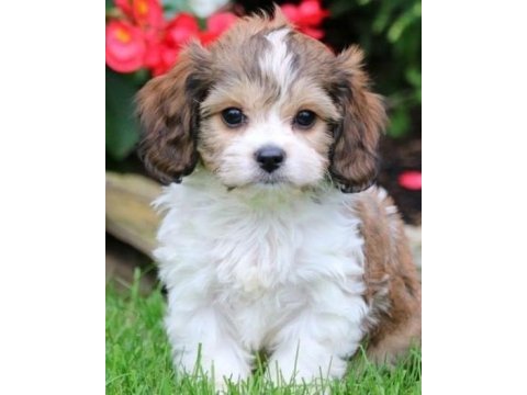 Morkie yavrularımız kahverengi beyaz