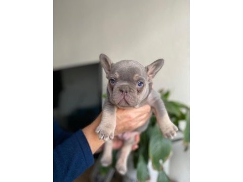 Üst düzey mavi gözlü french bulldog yavrularımız