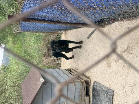 Dişi ve erkek rottweiler