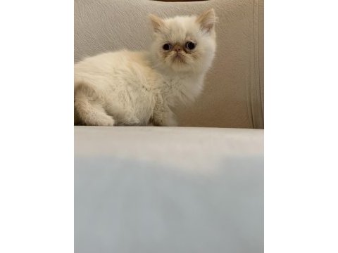 Güzellik abidesi persian dişiler