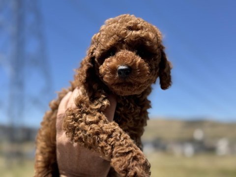 Pwtmode köpek çiftliğinden toy poodle yavrularımız