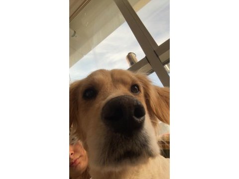 Ücretsiz golden retriever yuva arıyoruz