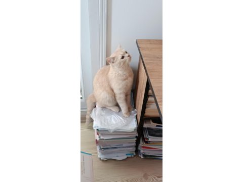 British shorthair hazır