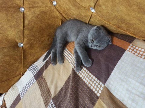 2.5 aylık safkan orjinal dişi scottish fold