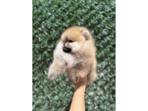 Teddy pomeranian prenses