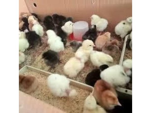Cins civcivler yeni yuvalarını arıyor