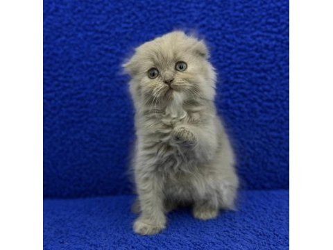 İstanbul içi adrese teslim lilak scottish fold longhair