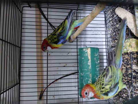 İster tek ister takım halinde rozella papağanları