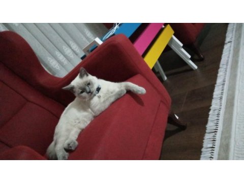 Brıtısh blu point