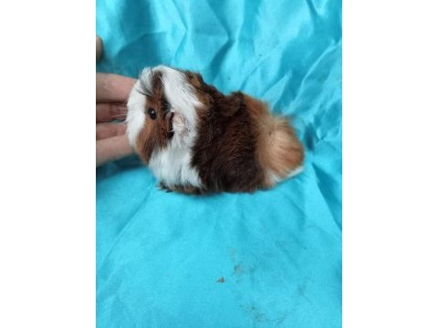 Yeni guinea pig yavrularımızı görmeden karar vermeyin