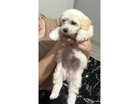 Orjinal 2 aylık dişi maltese