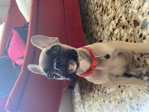 Yavru french bulldog