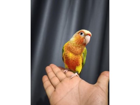 Evcil 4 aylık konur papağanı