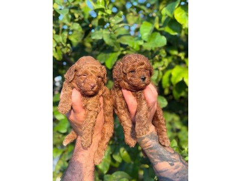 Toy poodle yavruları üst kalite