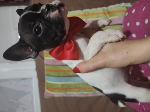 Safkan french bulldog erkek bebek
