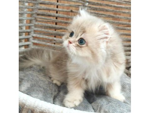 British longhair safkan