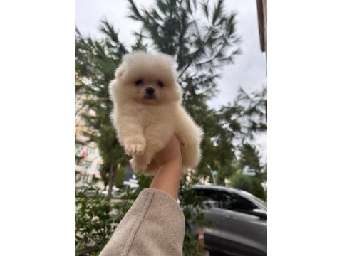 Pomeranian teddy face 